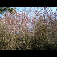 Magnolia Campbellii (01)